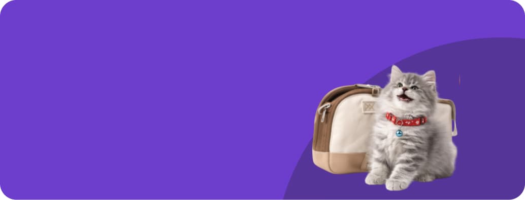 cat accessories online India