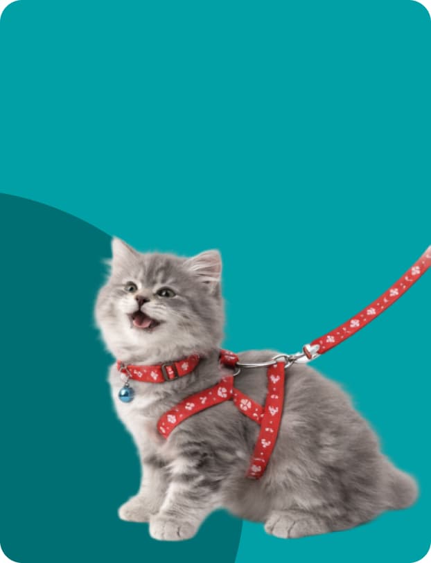 cat collars online India