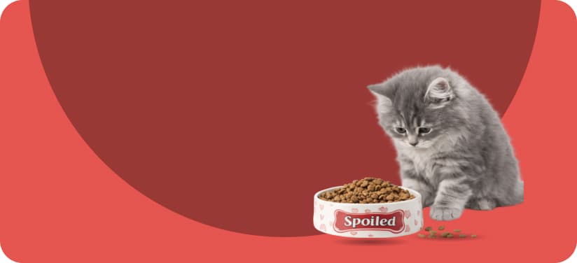 dry cat food online India