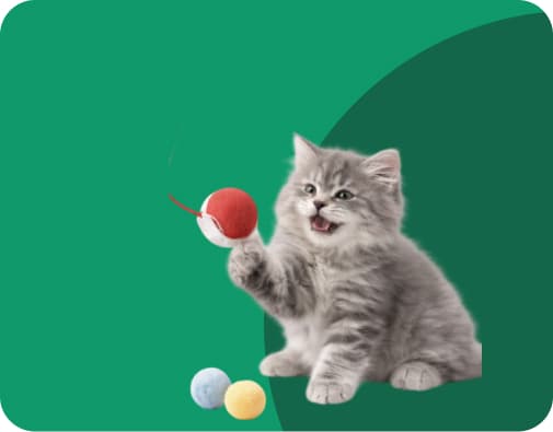 cat toys online India
